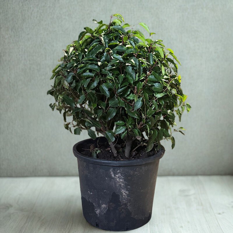 Dracaena angustifolia