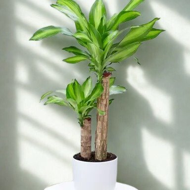 Dracaena fragrans 'Massangeana'