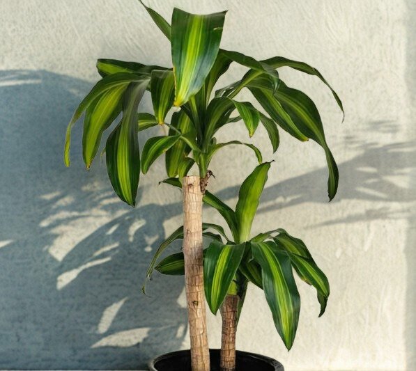 Dracaena fragrans 'Massangeana'