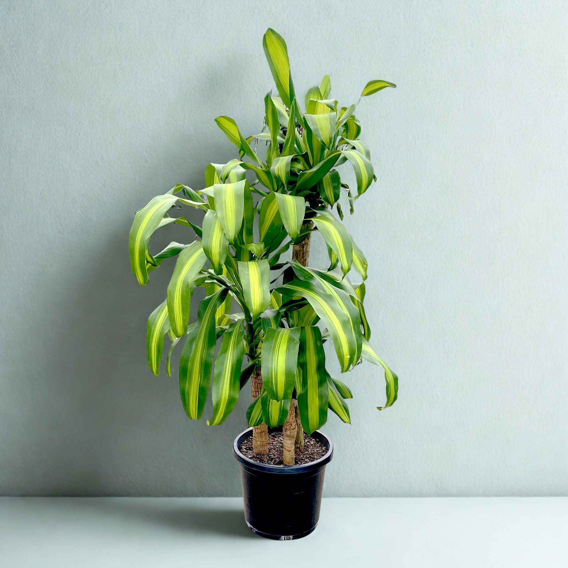 Dracaena fragrans 'Massangeana'