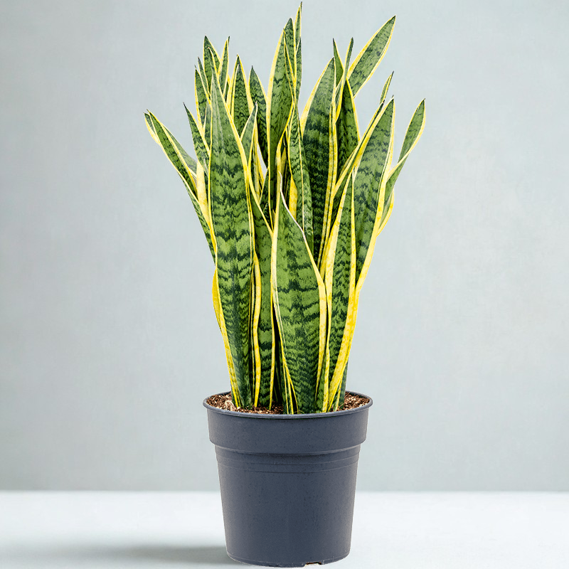 Sansevieria trifasciata 'Laurentii'