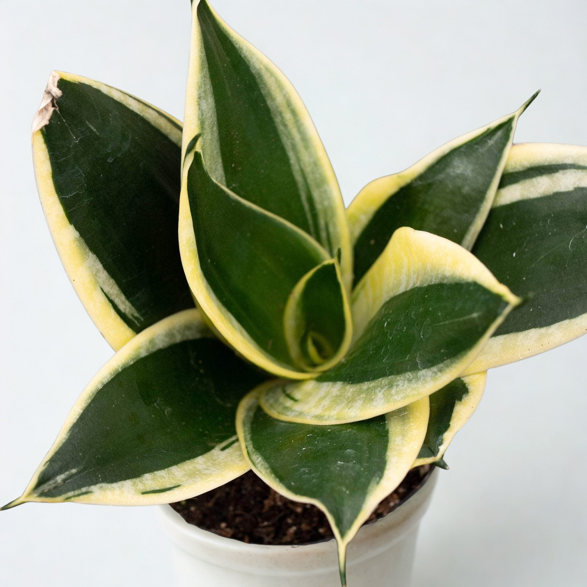 Sansevieria trifasciata 'Lotus'