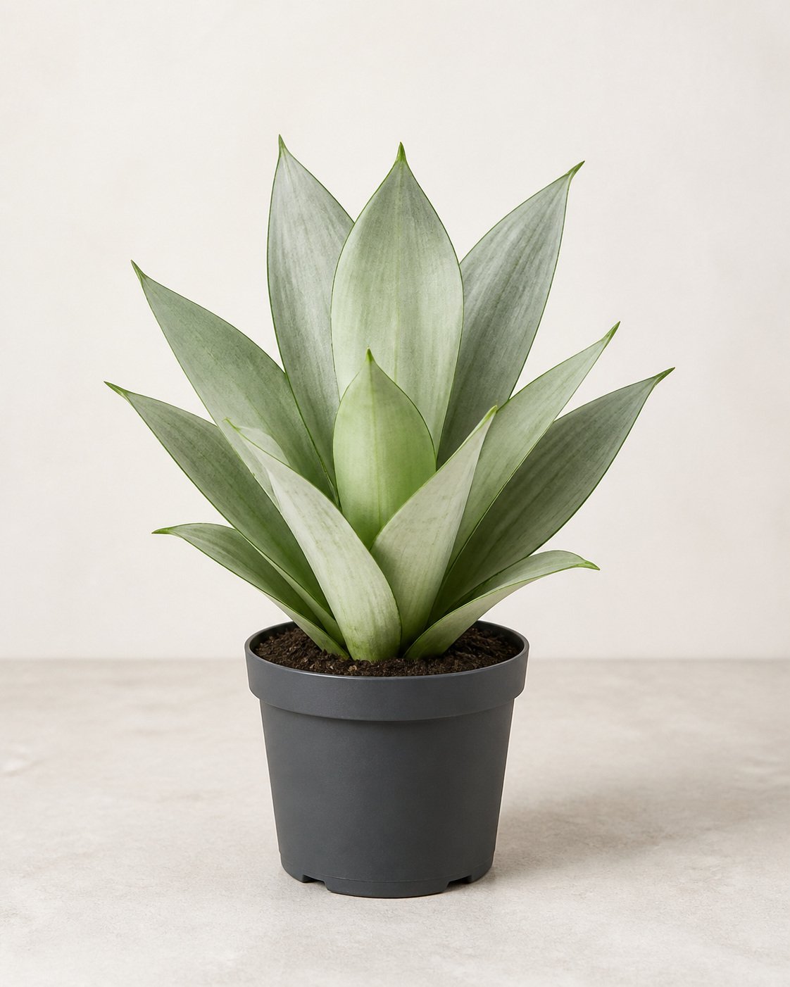 Illustration of Sansevieria trifasciata 'Moonshine'