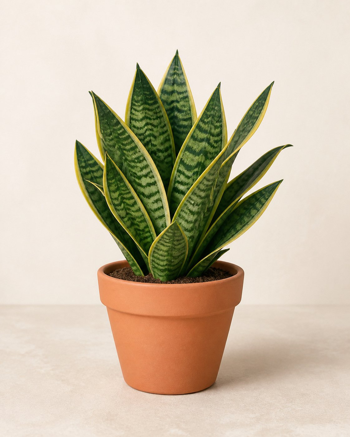 Illustration of Sansevieria trifasciata 'Superba'