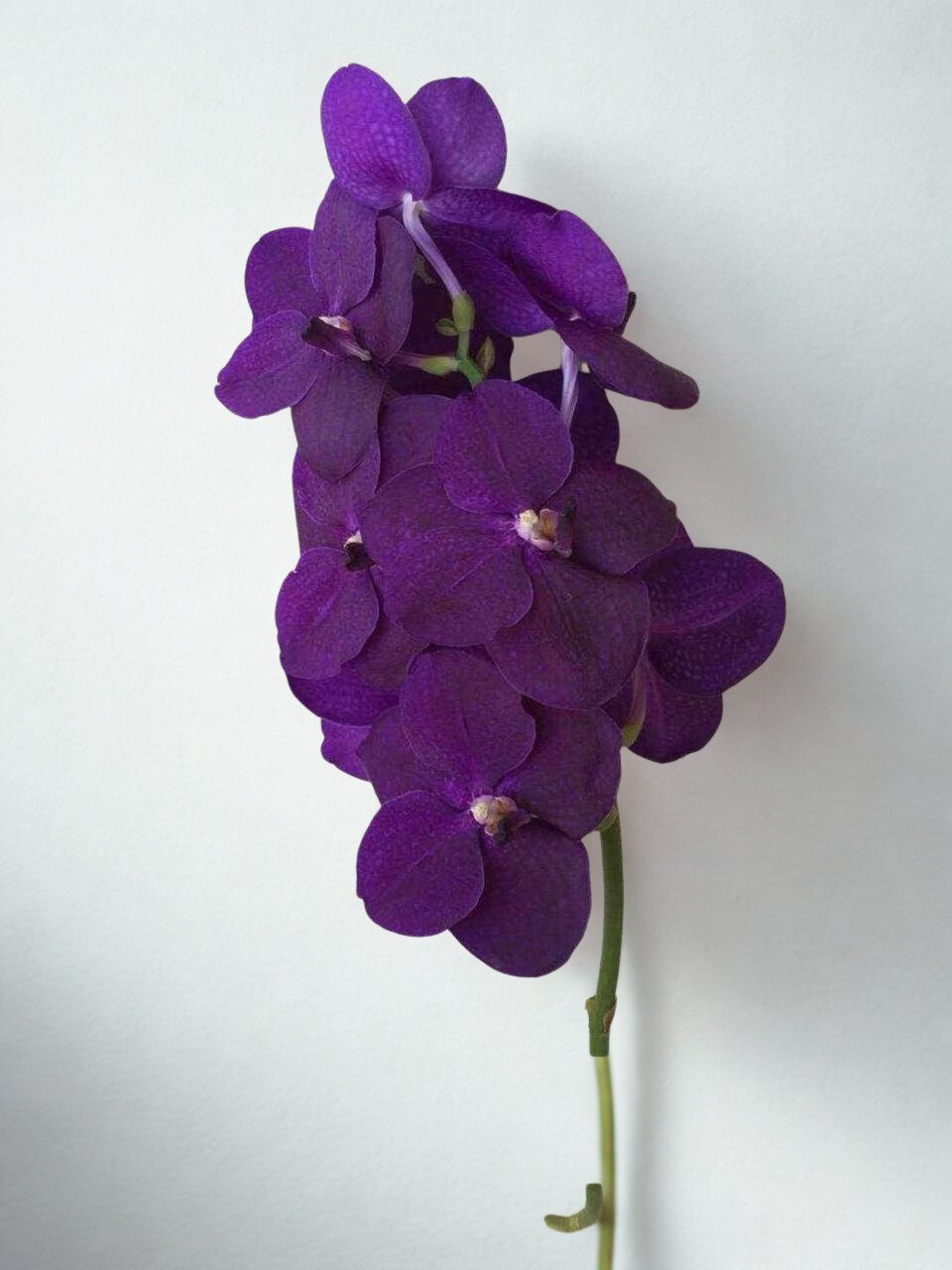 Black Blue Vanda Orchid