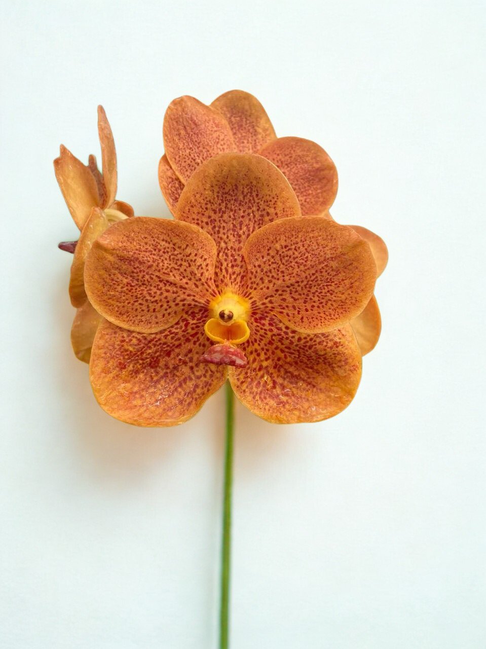 Brown-Orange Vanda Orchid