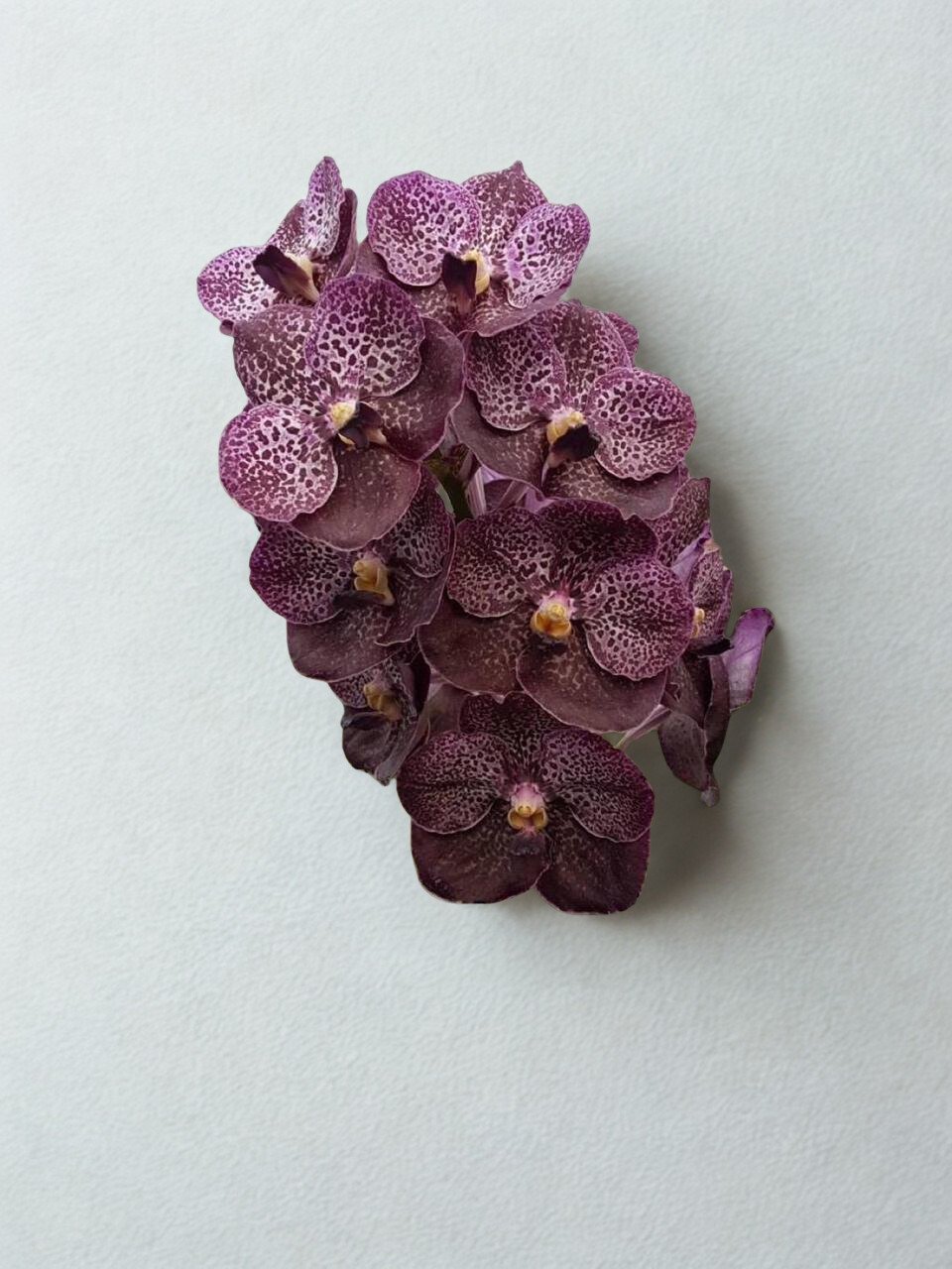 Chavalit Black Vanda
