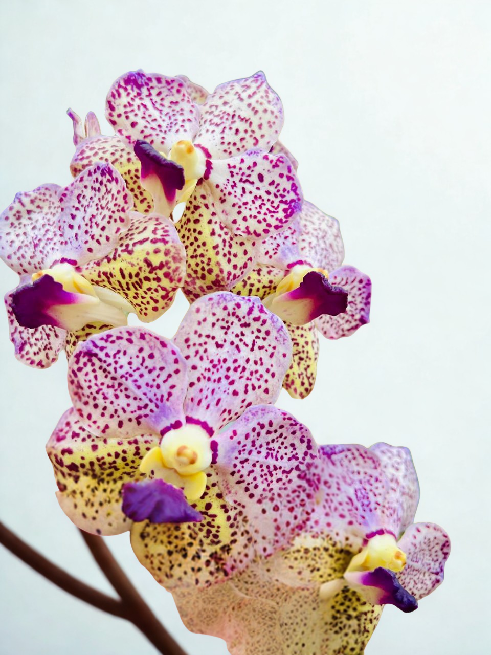 Creamy Spotted Vanda Orchid