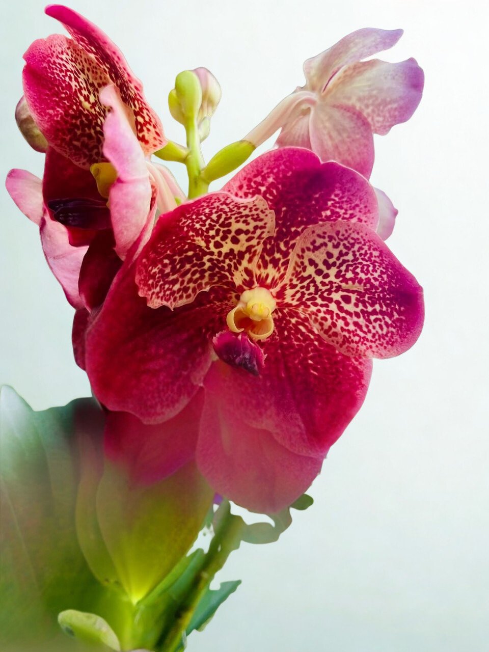 DT Red Vanda Orchid