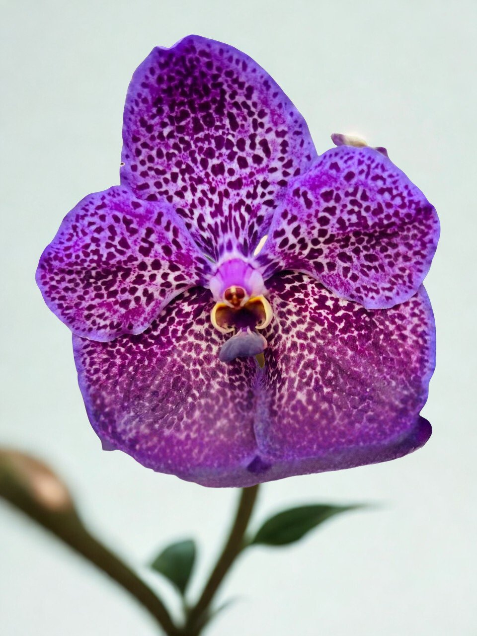 Dark Spotted Vanda Orchid