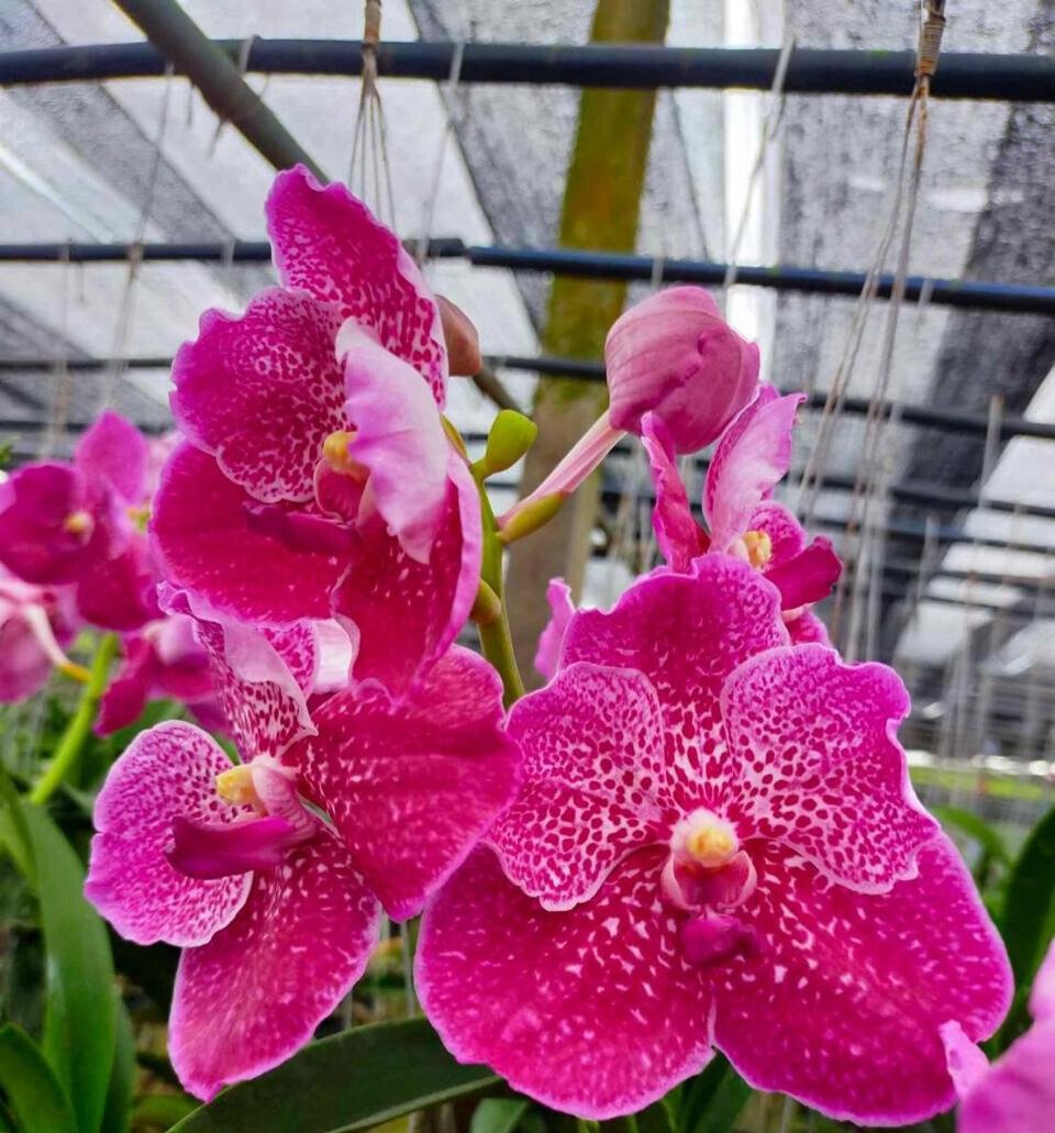 Speckled Magenta Vanda Orchid