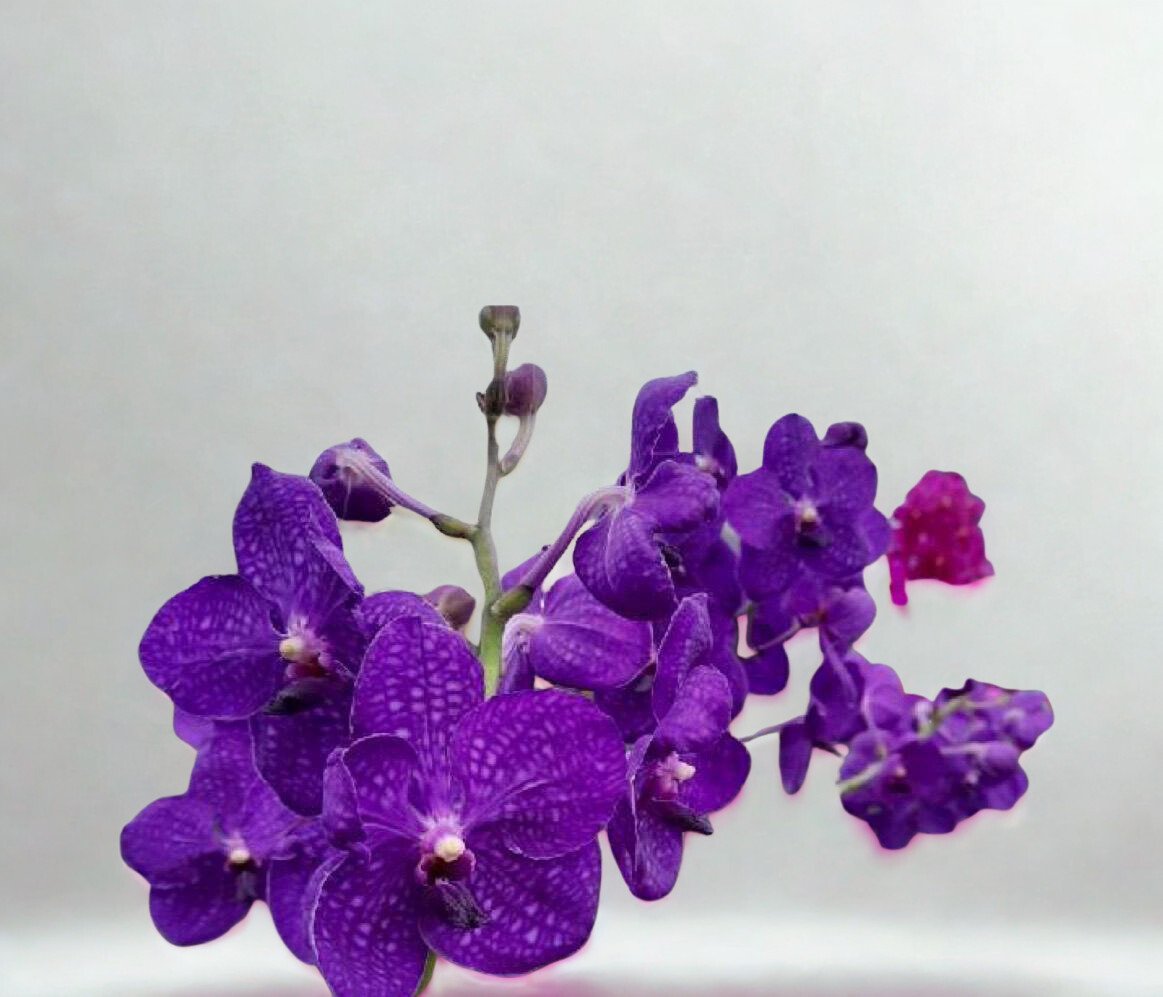Deep Violet Vanda Orchid