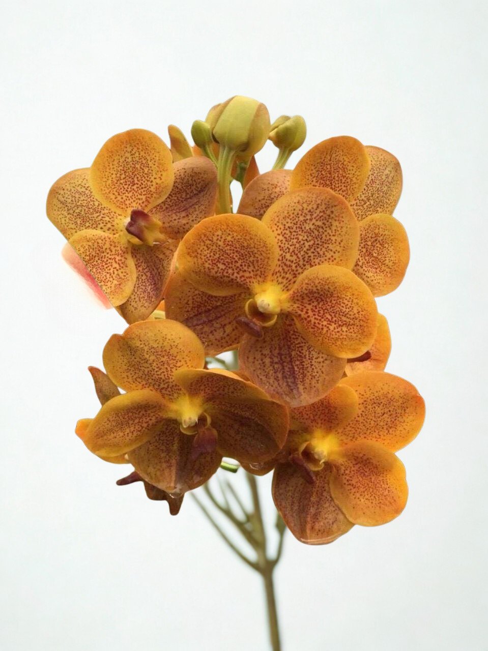 Golden Brown Vanda