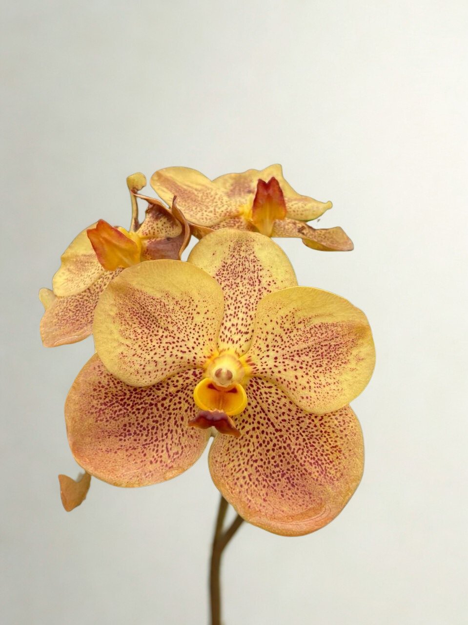 Golden Vanda Orchid