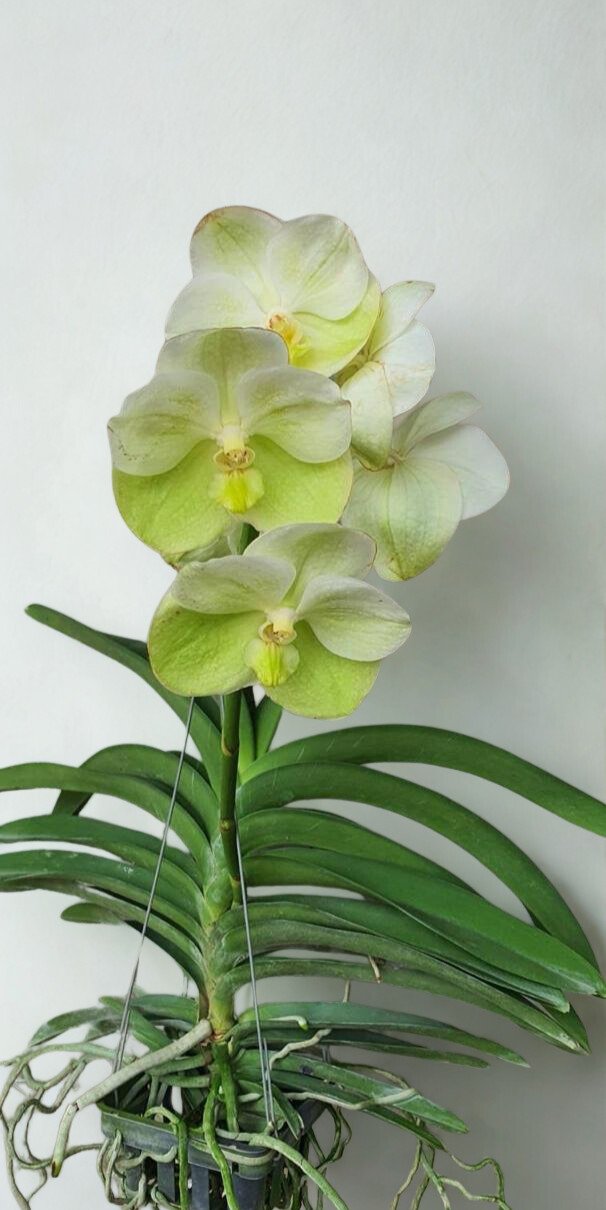 Hong Silp Vanda Orchid