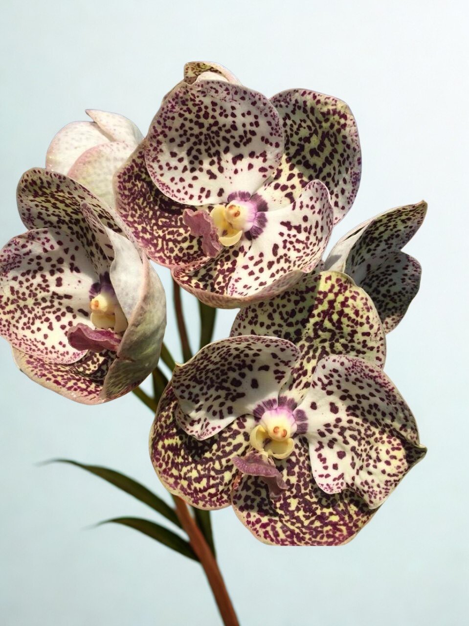 Kulwadee Fragrant Vanda