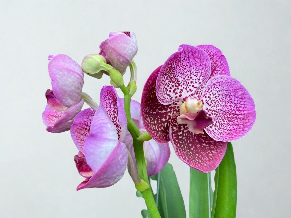 Kulwadee Pink Spotted Orchid