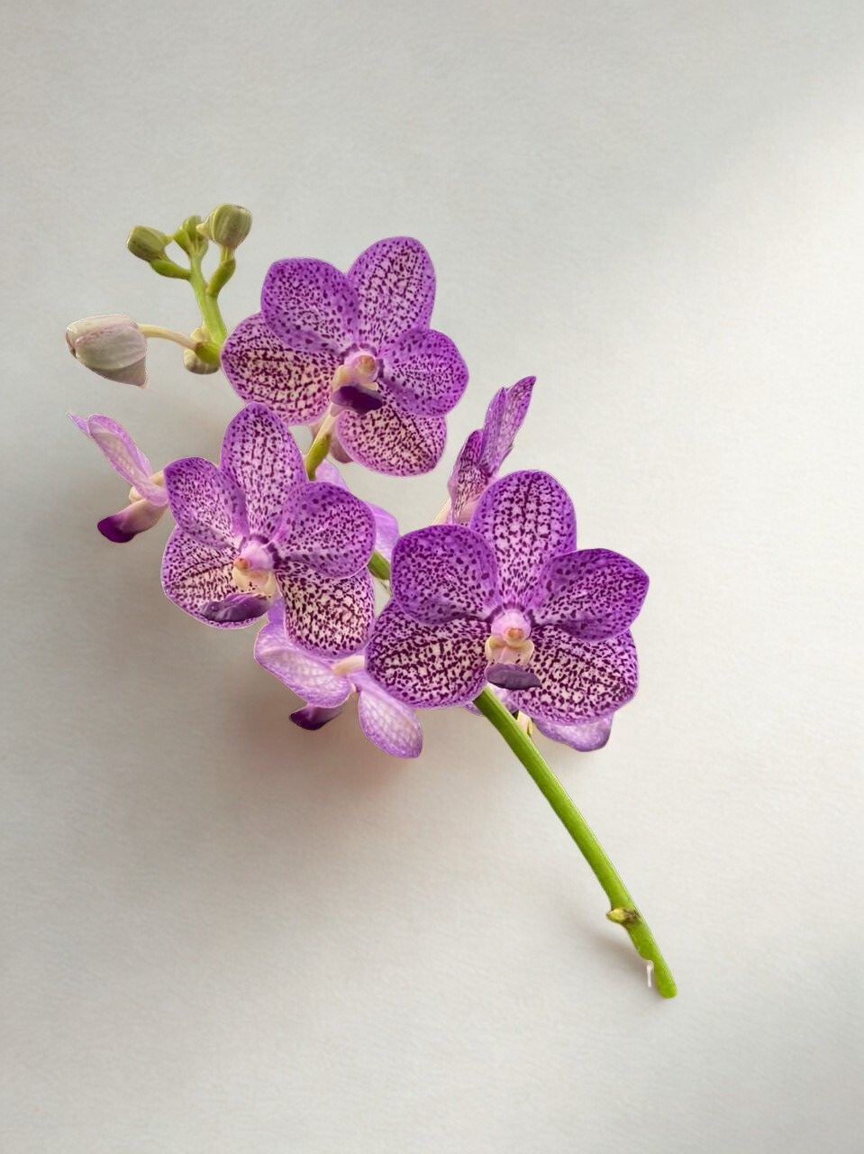 Lavender Purple Vanda