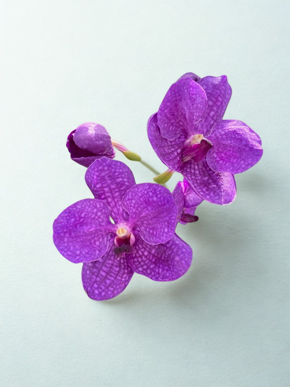 Light Violet Vanda Orchid