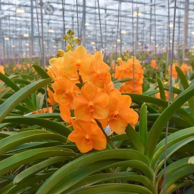 Orange Cluster Vanda Orchid