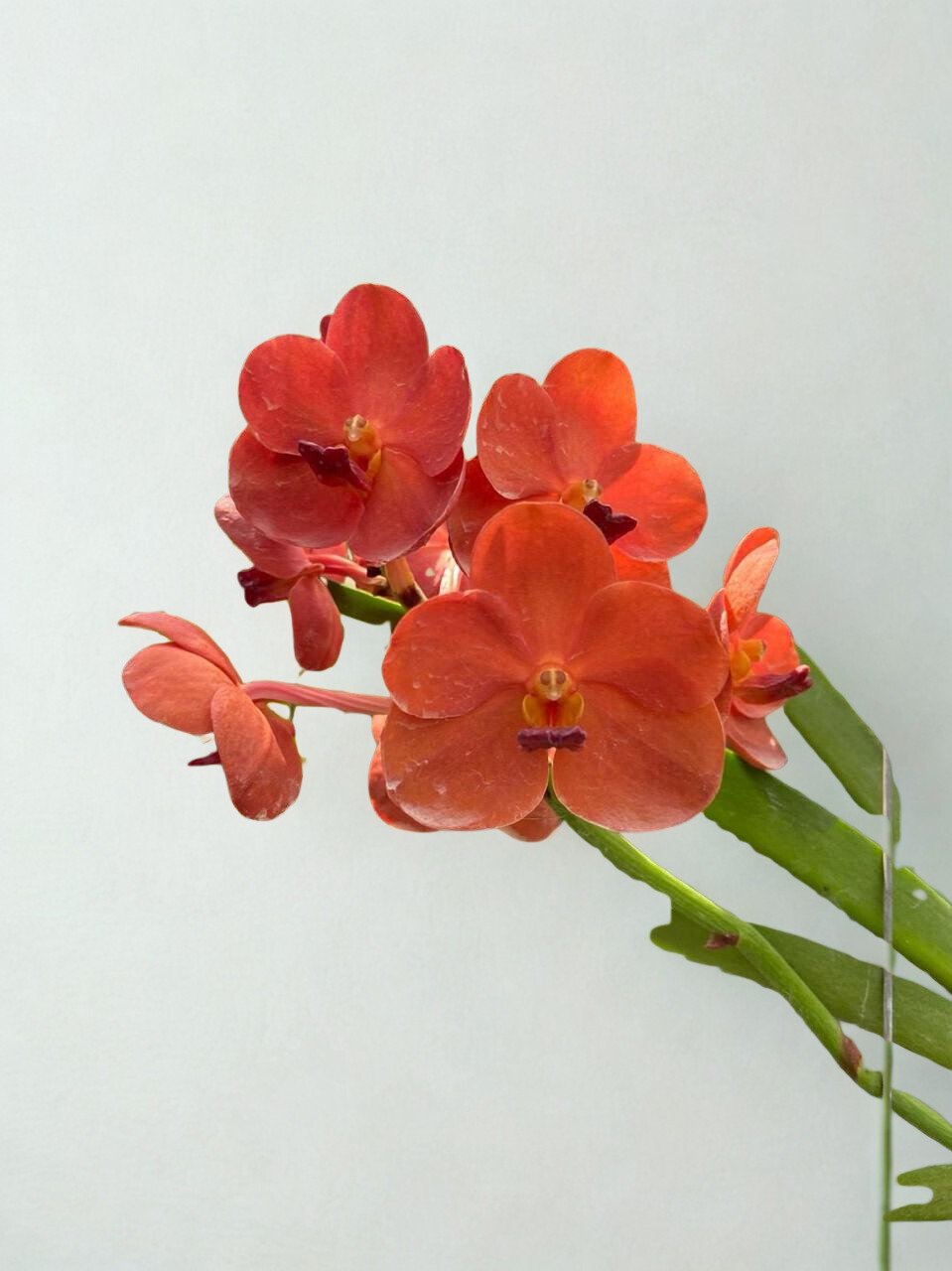 Orange Vanda Orchid