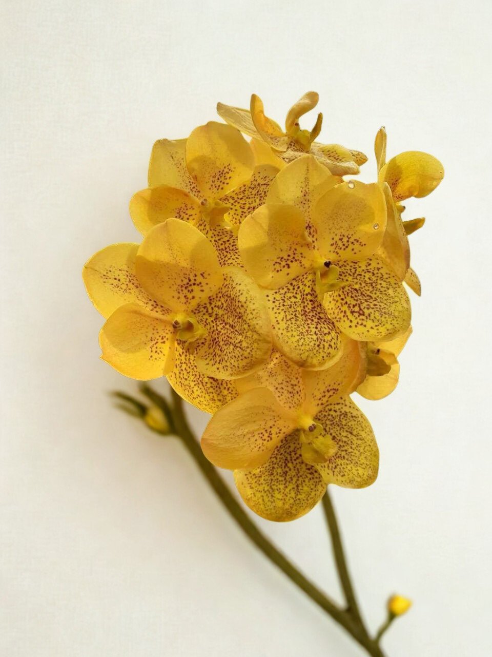 Pathom Gold Vanda