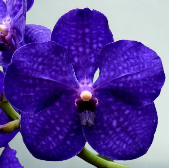 Pechara Blue Vanda