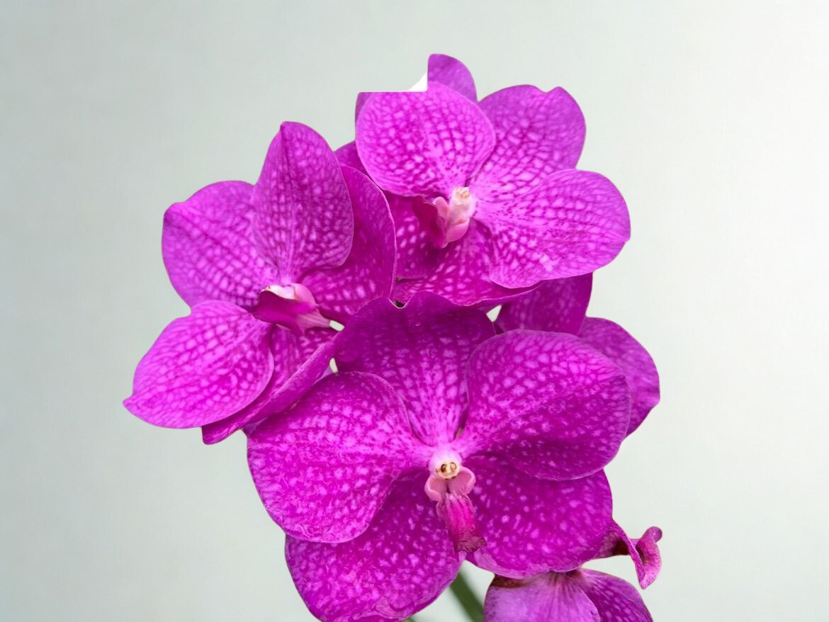 Samurai Pink Orchid