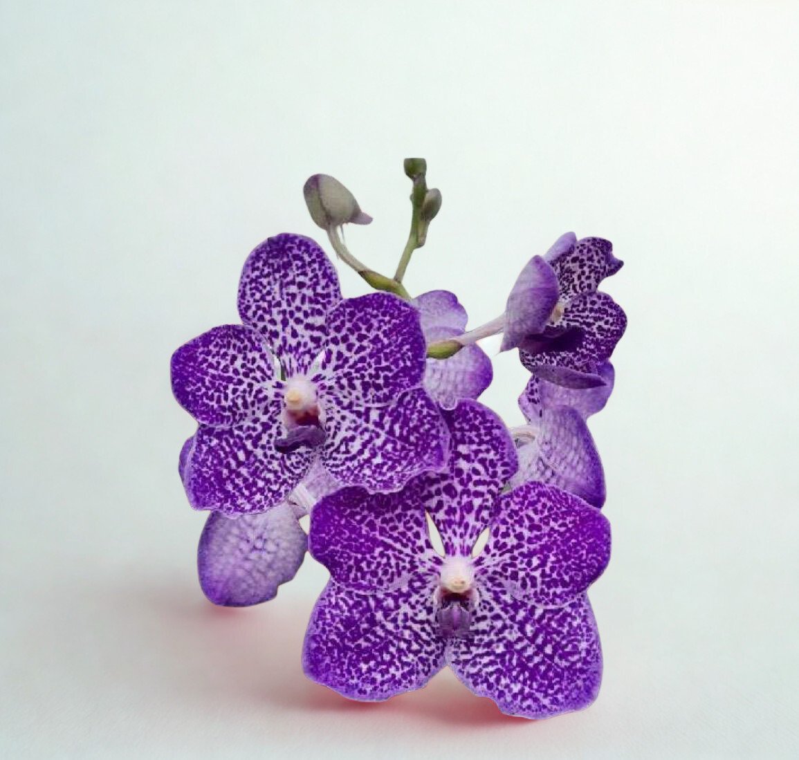 Spotted Blue Vanda Orchid