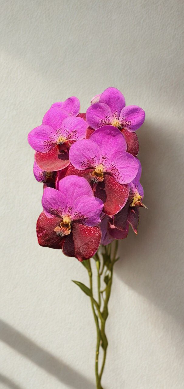 Suwannaphum Vanda Orchid