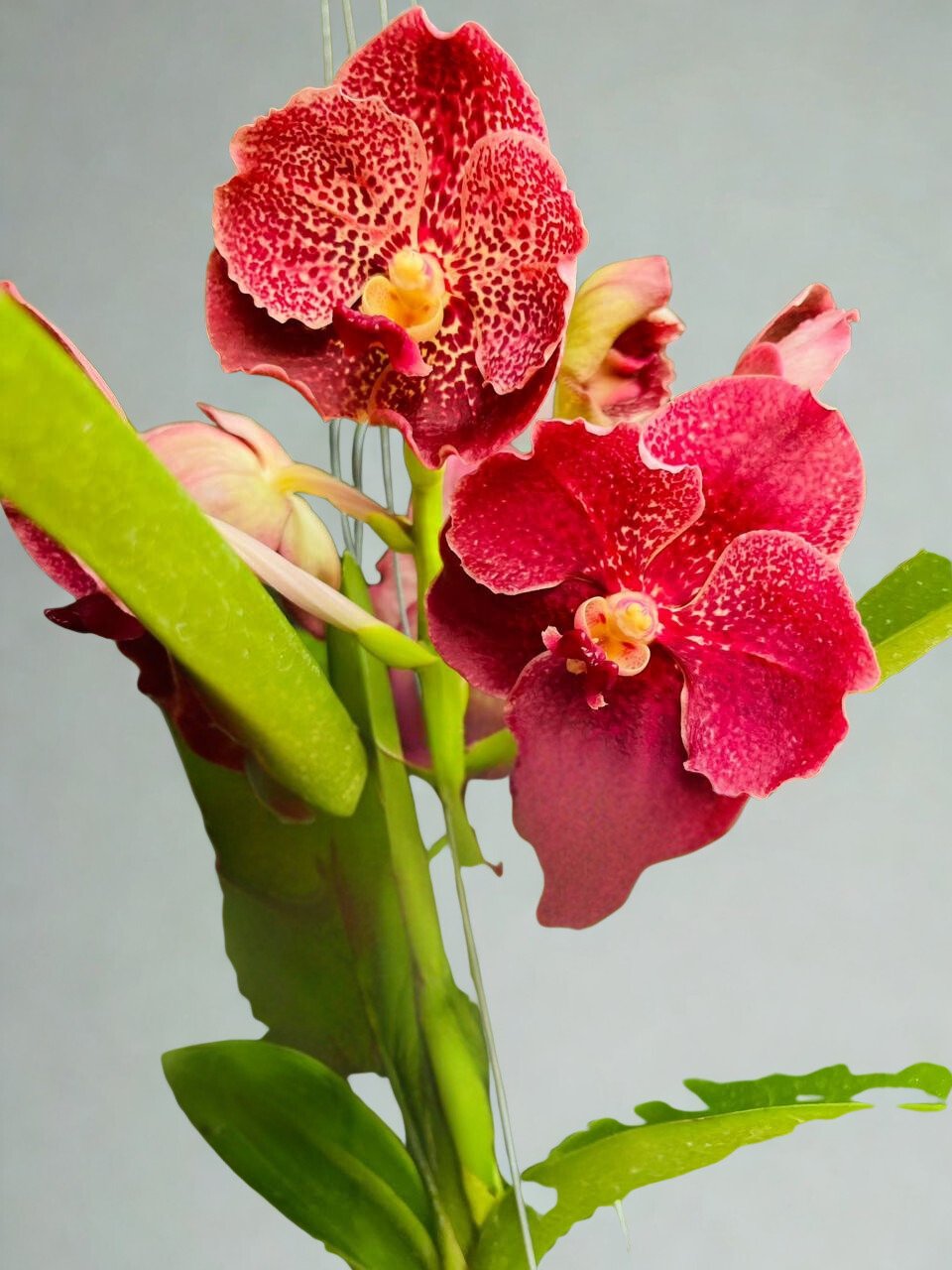 Ted Carter Vanda Orchid