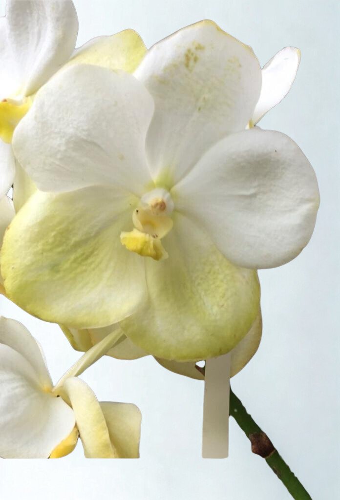 Two-Tone Yellow Vanda