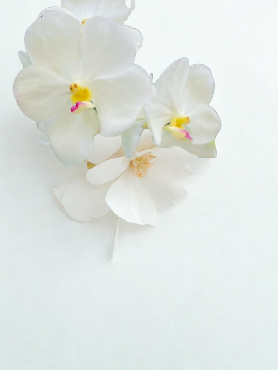 White Diamond Orchid