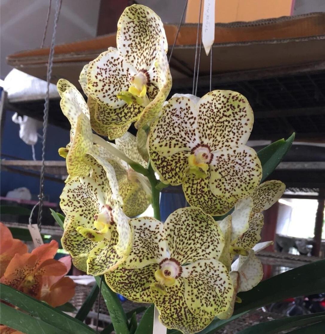 Yellow Spotted Vanda Orchid
