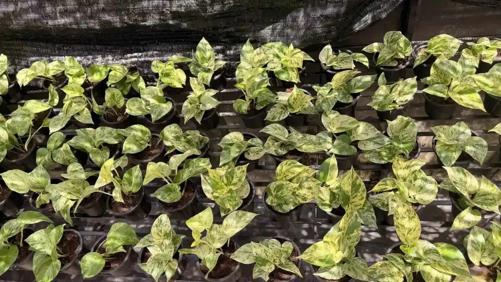 Rows of potted variegated pothos under shade netting in our nursery
