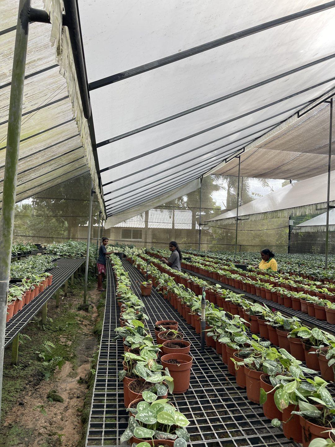 Staff tending rows of potted foliage on raised benches in a covered growing house