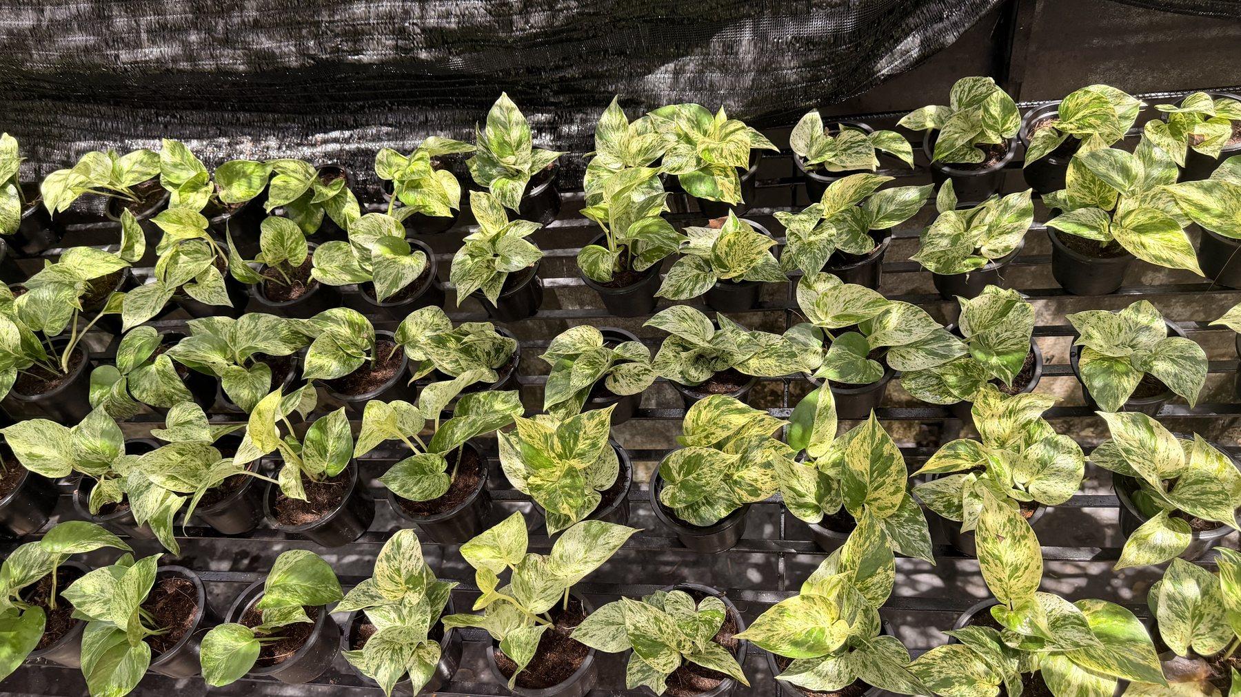 Rows of potted variegated foliage plants on nursery benches under shade net