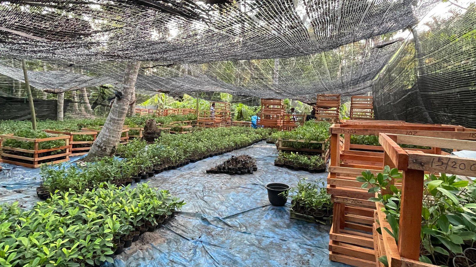 Rows of tropical plants in wooden crates inside a Zeniva Serala shade house