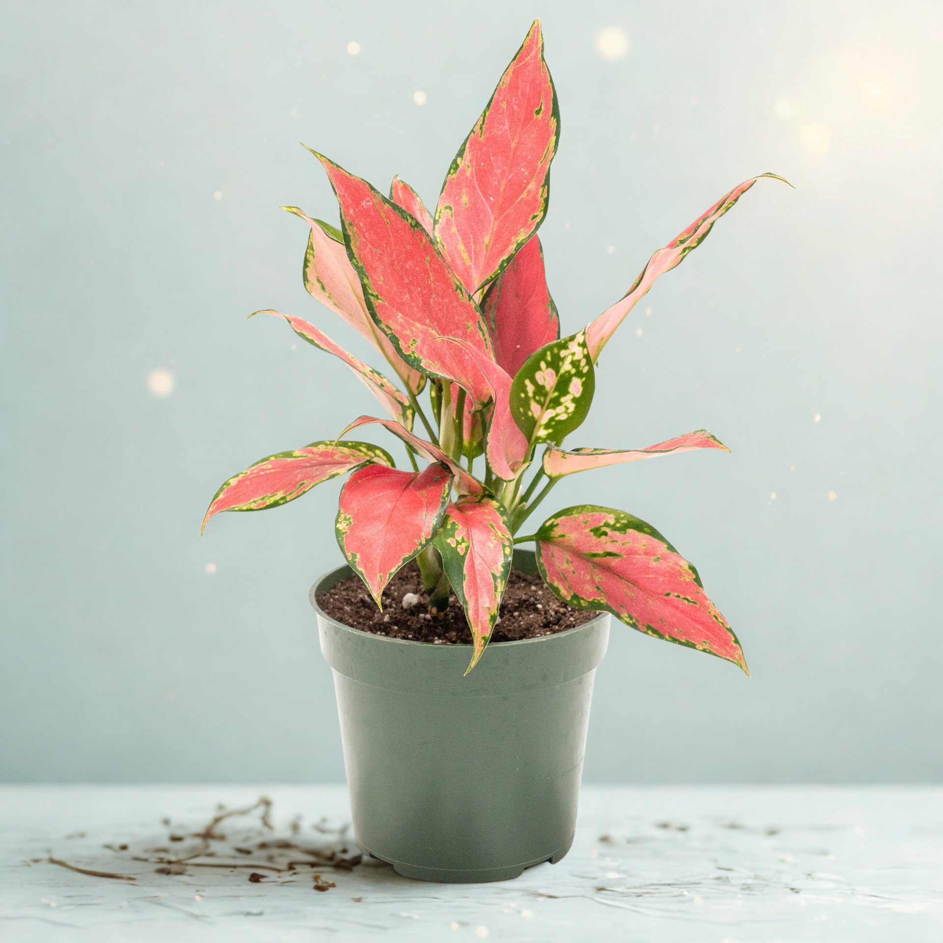 Aglaonema 'Geely Red'