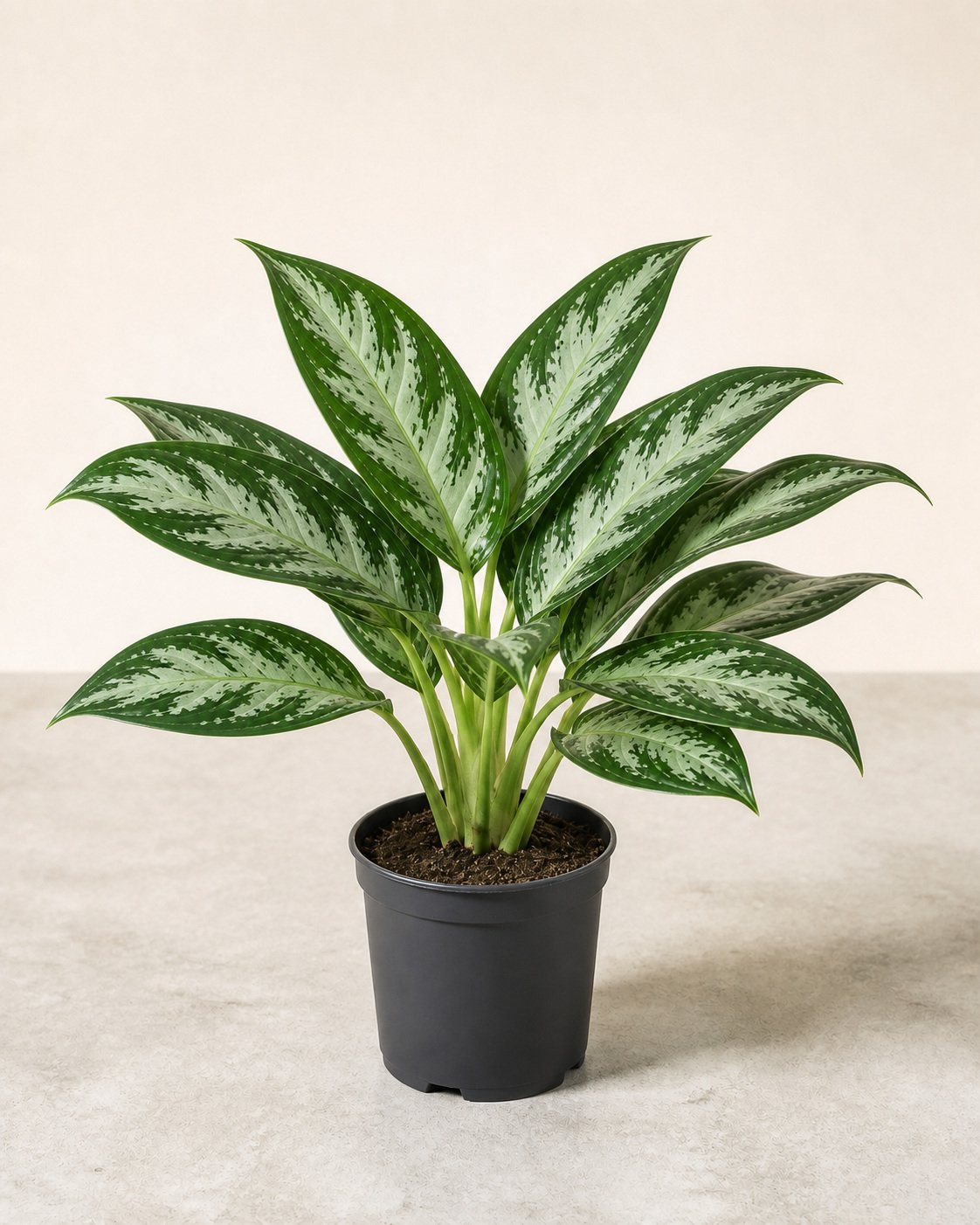 Illustration of Aglaonema 'Maria'