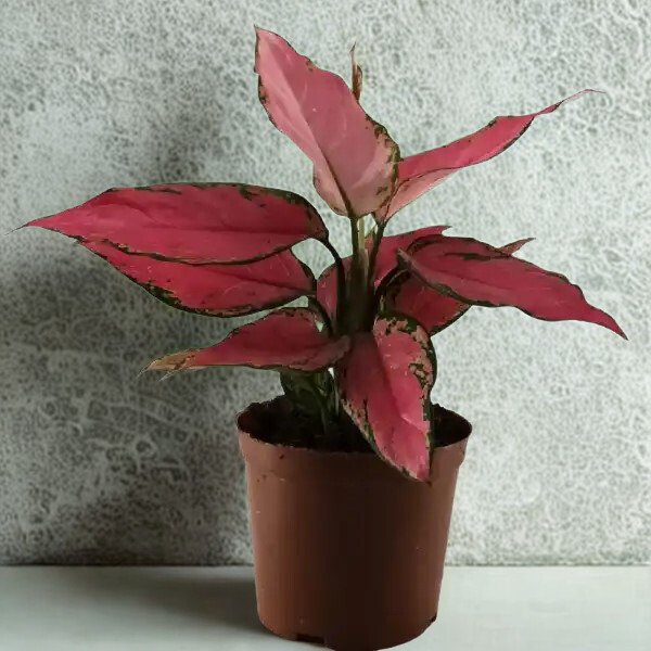 Aglaonema 'Red Angel'