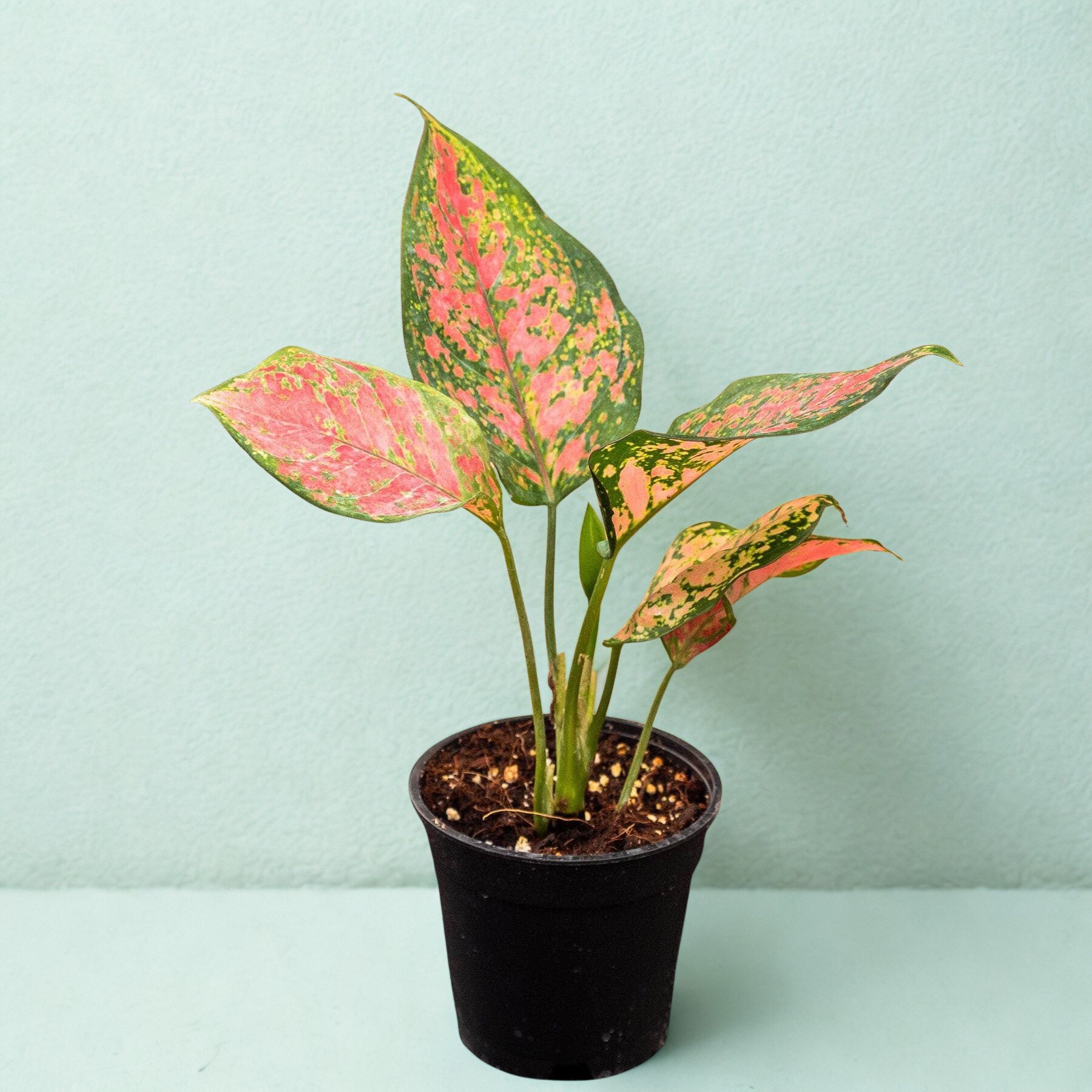 Aglaonema 'Ruby'