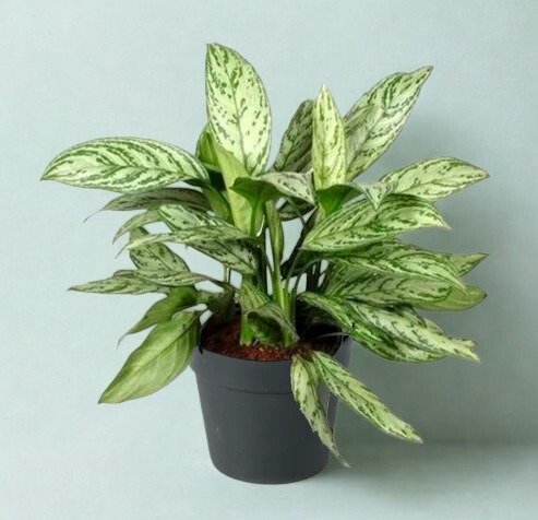 Aglaonema 'Silver Queen'