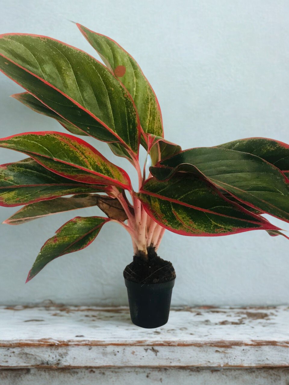 Aglaonema 'Ziyam'