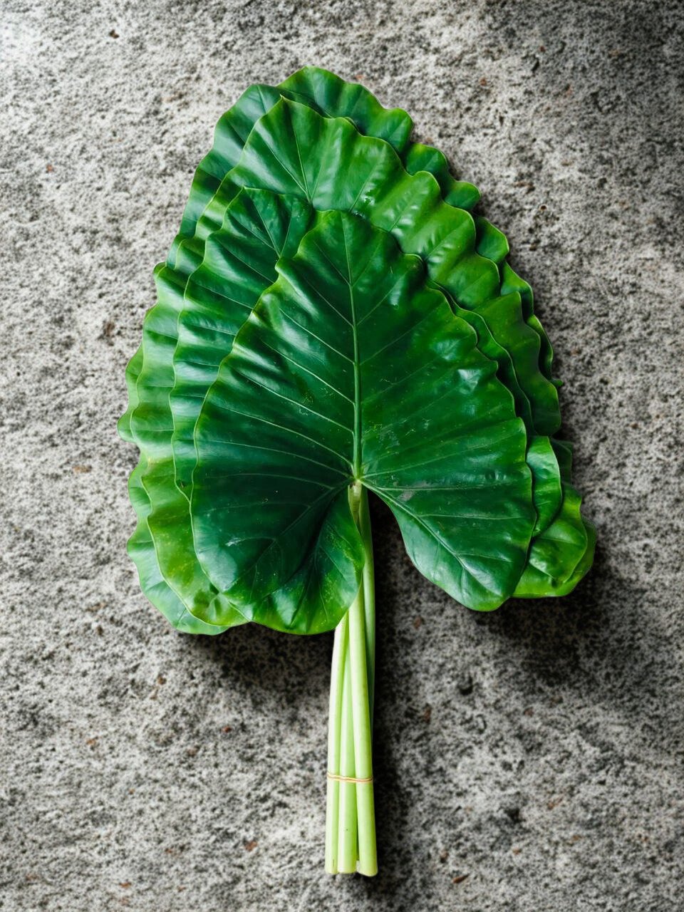 Alocasia