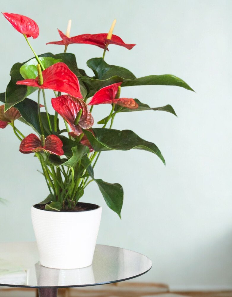 Anthurium andraeanum