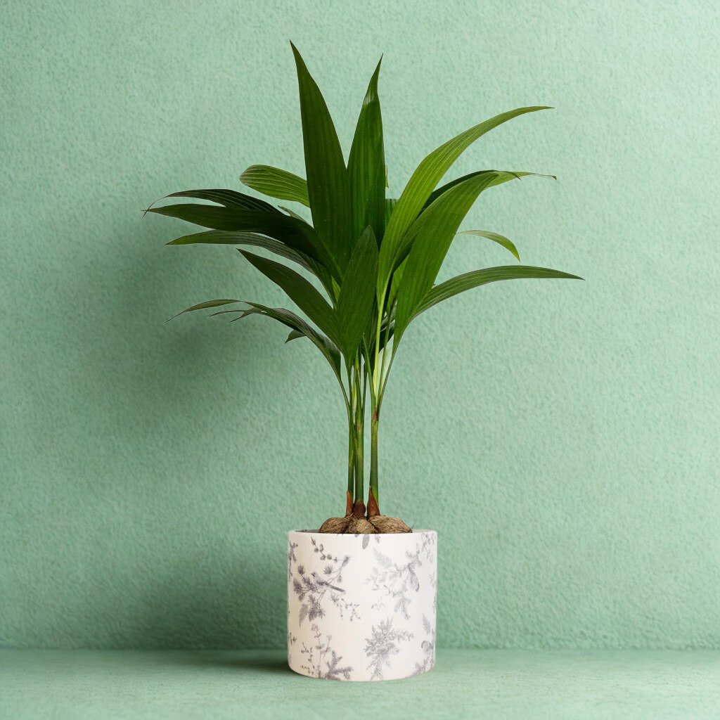 Areca