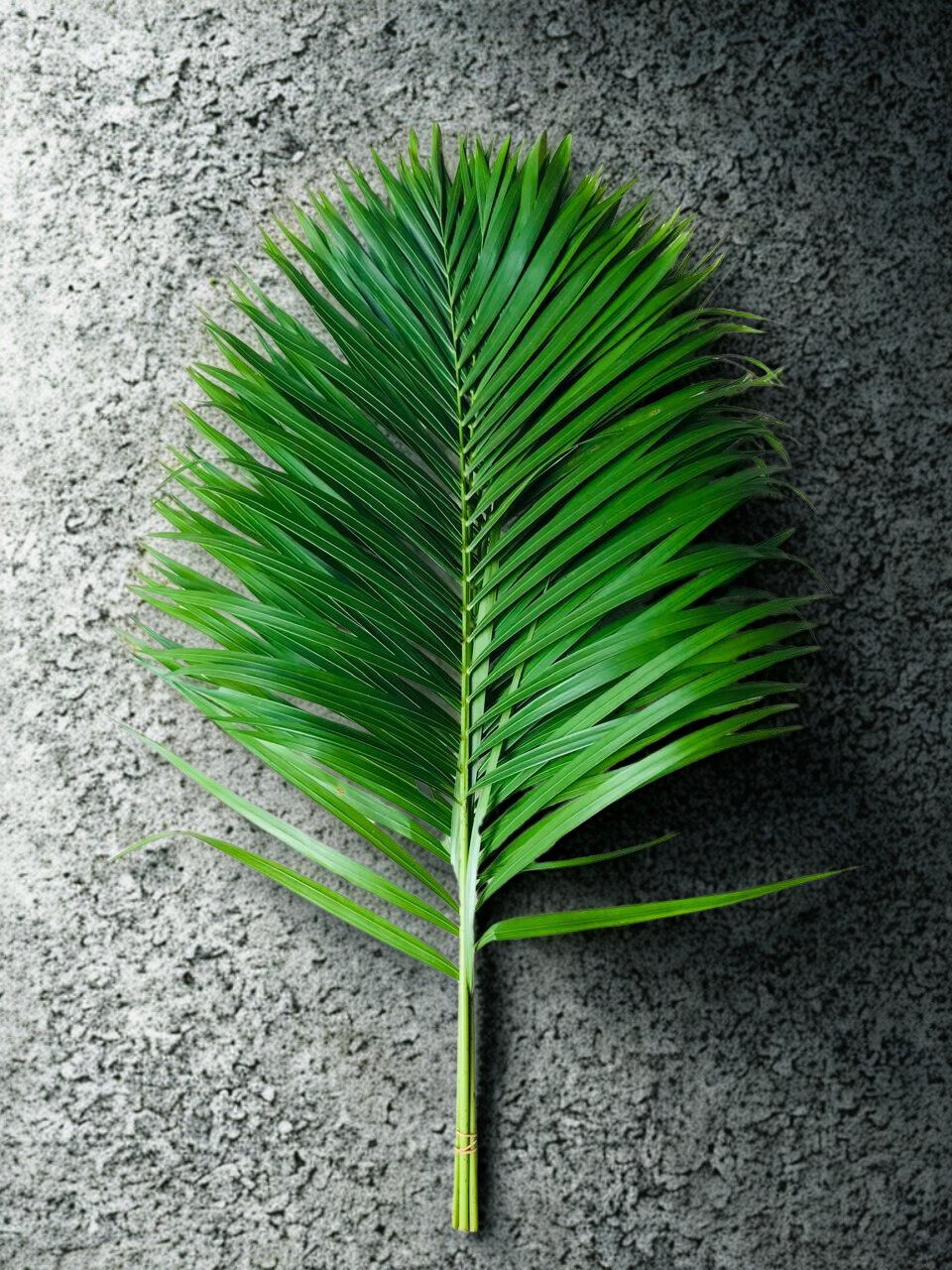 Dypsis lutescens