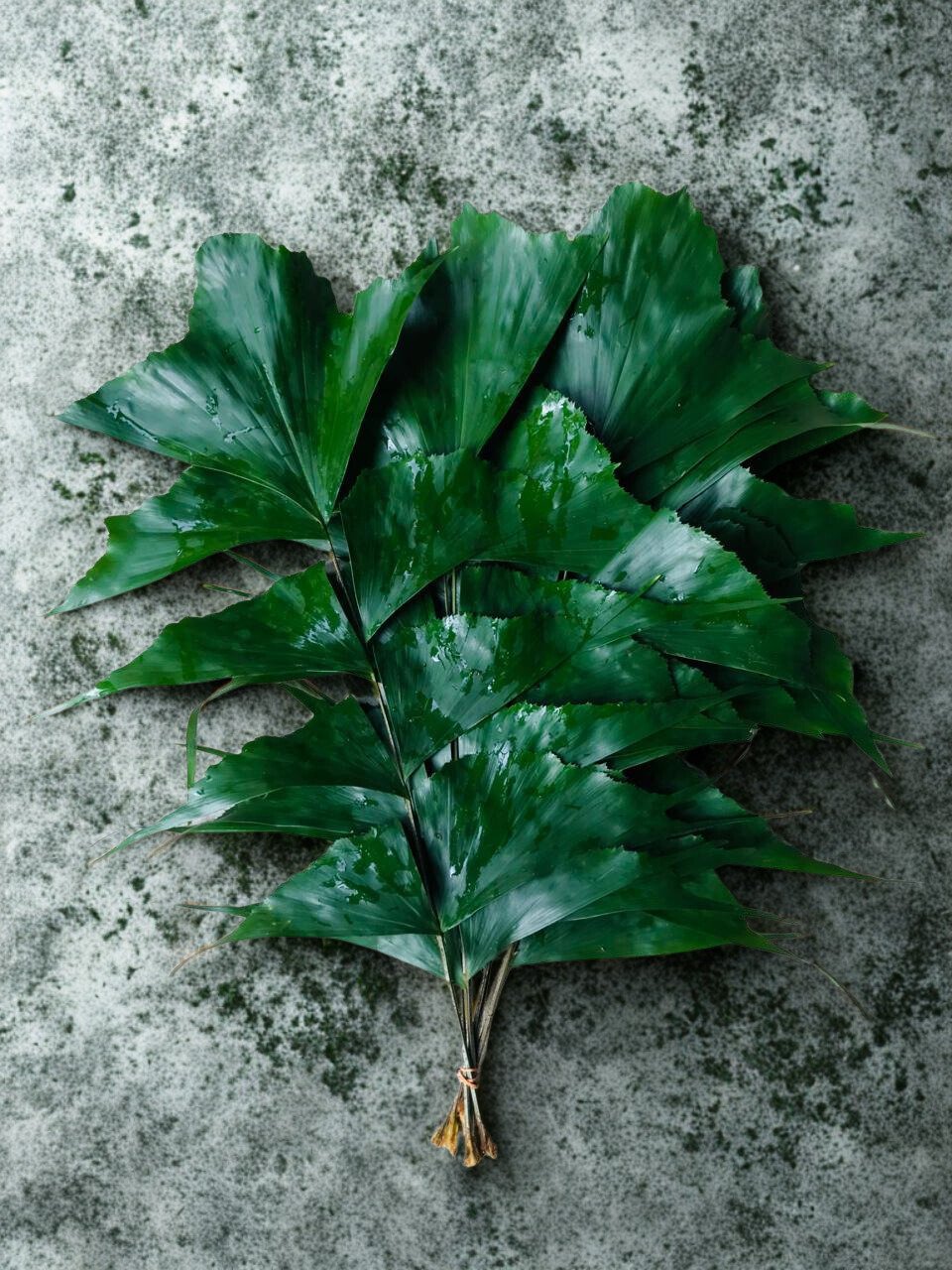 Caryota