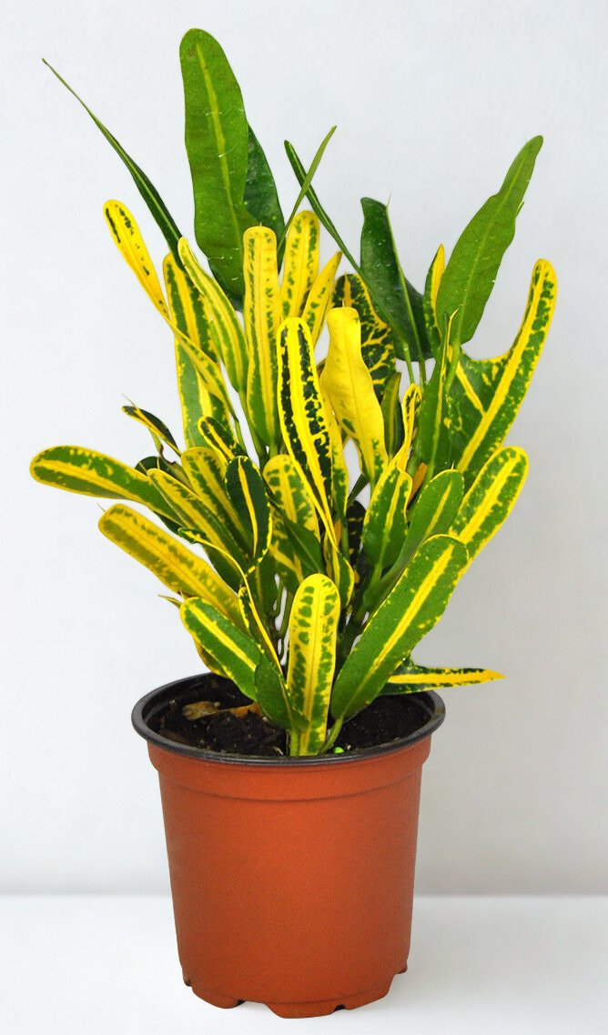 Codiaeum variegatum 'Yellow Banana'